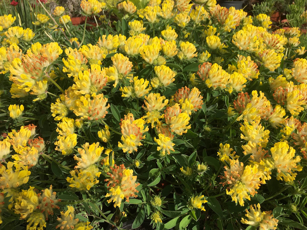 Anthyllis vulneraria ssp maritima